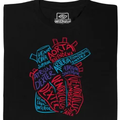 Anatomie des Herzens